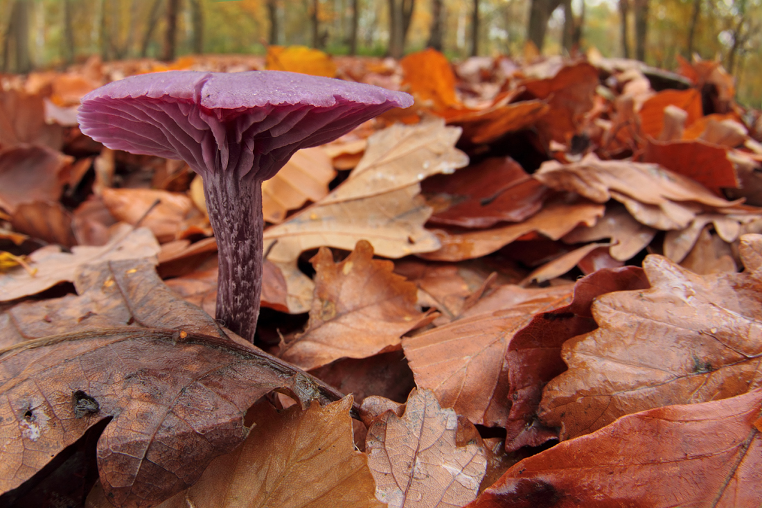 Amethyst Deceiver 3